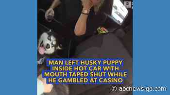 WATCH:  Puppy left inside hot car with mouth taped shut while owner gambled