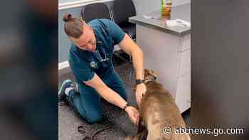 WATCH:  Veterinarian uses creative method to give dog shots