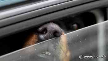 Perleberg: Hund im überhitzten Auto? Halter erstattet Anzeige wegen Verleumdung - svz – Schweriner Volkszeitung