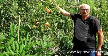Saint-Chamas : des tomates à gogo dans le jardin extraordinaire d'Antoine - La Provence