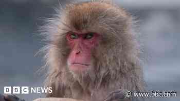 Japan's police to take measures after wild monkey rampages - BBC