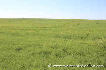 West Central Saskatchewan crop report - WestCentralOnline.com