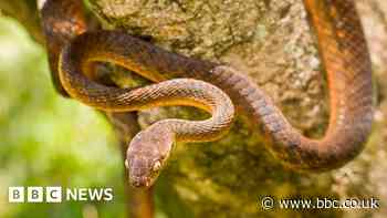 Invasive species bullfrog and snake cost world $16bn - study