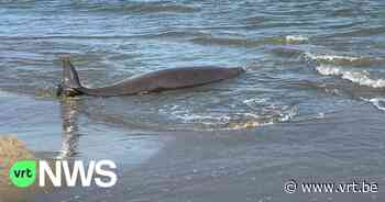 Seltener Schnabelwal an Strand zwischen De Haan und Wenduine gespült - VRT
