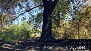 Buurt in zak en as na brand monumentale boom: 'Hij was er al toen ik klein was' - Studio040