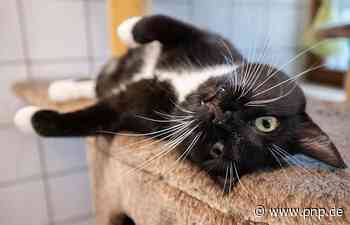 Kranke Katze mit Bolzenschuss getötet: Urteil für oberbayerischen Landwirt - Passauer Neue Presse - PNP.de