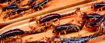 Elle ramène des scorpions dans sa valise