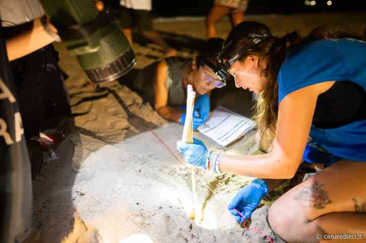 Ardea, la tartaruga che deposita le uova è diventata la star dei social (VIDEO) - Canale Dieci