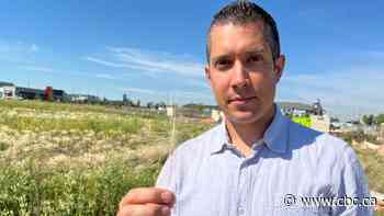 Calgary dog owners: avoid foxtail barley, and an expensive vet bill, councillor warns - CBC.ca