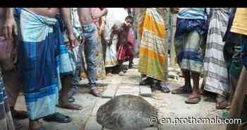 Endangered Ganges turtle rescued from Natore | Prothom Alo - Prothom Alo English