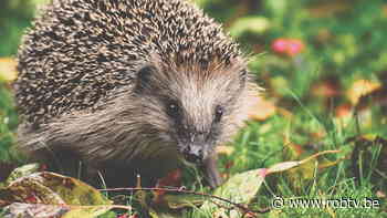 Stad Leuven: "Zet robotmaaiers 's nachts af om onze egels te beschermen" - ROB-tv