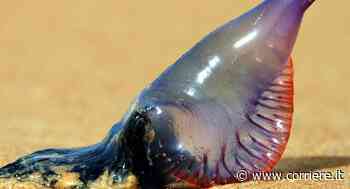 Catania, donna punta da una medusa killer: si tratta della rara Caravella Portoghese - Corriere della Sera