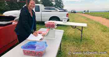 Decent picking: Cape Breton strawberry U-Picks expect season to close by weekend - Saltwire