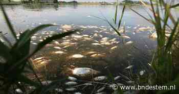 Veertig dode vissen in slootje in Klundert; hengelsportvereniging is 'niet blij' - BN DeStem