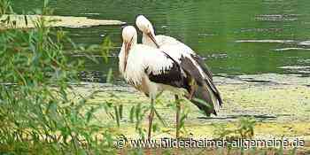 Kreis Hildesheim: Warum im Naturschutzgebiet keine Fische gerettet werden dürfen - www.hildesheimer-allgemeine.de