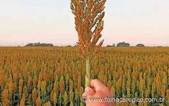 Birigui está entre os três maiores produtores de sorgo do Estado, diz IBGE - Folha da Região