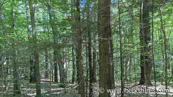 Family Forest Carbon Program Expands to Berkshire County - iBerkshires.com