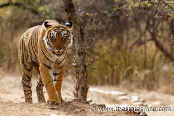 Bangladesh forest officials target zero tiger poaching - The Statesman