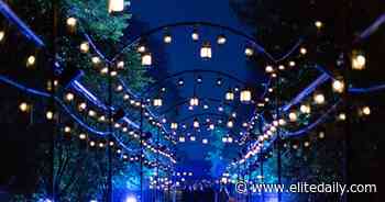 This 'Harry Potter: The Forbidden Forest Experience' Is Coming To The US - Elite Daily