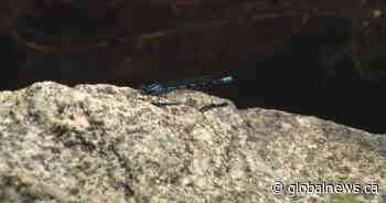 Are dragonflies going extinct? Expert says unlikely