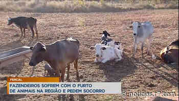 Fazendeiros sofrem com furtos de vacas em região rural de Sobradinho - R7