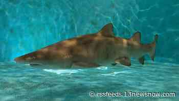 Mathews County veterinarian hand-delivers first sand tiger shark pup to be born in captivity