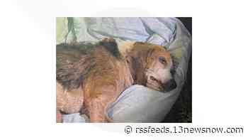 Dog found lying ill on blanket in Virginia Beach park; Animal Control searching for who left him there