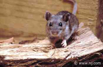 Have you seen a white-footed mouse? Gloucester County Nature Club - NJ.com