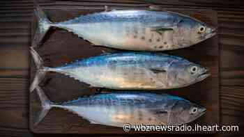 Wicked Gloucester Tuna: Fishing Crews Cast Out For 'Bluefin Blowout' - iHeart