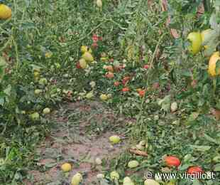 Fermo: Coldiretti Marche, campagne tra siccità e grandine: scatta la conta dei danni tra Macerata, Fermo e Ascoli - Virgilio