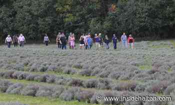 'So sad': Milton lavender farm closed for good - InsideHalton.com