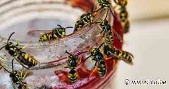 Wespen zorgen voor ongemak aan glasbollen | Lierde | hln.be - Het Laatste Nieuws