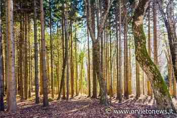 Erba - OrvietoNews.it