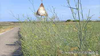 “Erba alta lungo la stradina che porta a Mari Ermi. Il Comune di Cabras intervenga” - LinkOristano
