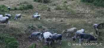 Siccità, in montagna non c'è acqua e scarseggia l'erba e c'è chi riporta in pianura le mucche con due mesi di anticipo - il Dolomiti