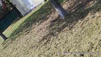 Verde pubblico, Ancarani (FI): "Gestione comica. Dagli sfalci non raccolti all'erba alta più di un metro" - RavennaToday