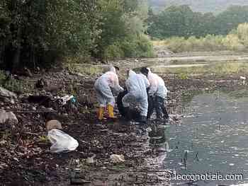 Lecco | Lago basso, iniziati gli interventi straordinari di pulizia delle rive - Lecco Notizie