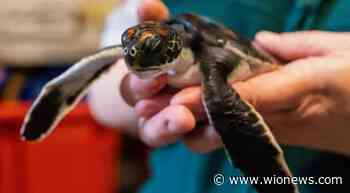 Watch | Tiny turtle rescued from Sydney beach pooped 'pure plastic' for six days - WION