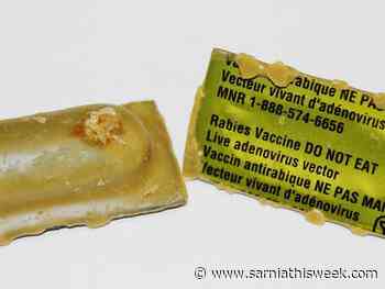 Rabies bait program underway | Sarnia & Lambton County This Week - Sarnia and Lambton County This Week