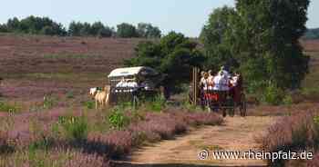 Keine Kutschfahrten, Baustelle und schwierige Anreise zum FCK-Spiel – Kaiserslautern kompakt - Kaiserslautern - Rheinpfalz.de