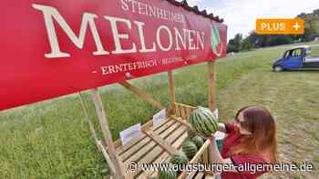 Zum ersten Mal überhaupt: Hier gibt es Wassermelonen made im Kreis Neu-Ulm