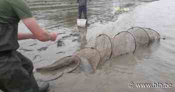 Vrijwilligers van Natuurpunt vangen grote meerval tijdens vissentelling - Het Laatste Nieuws