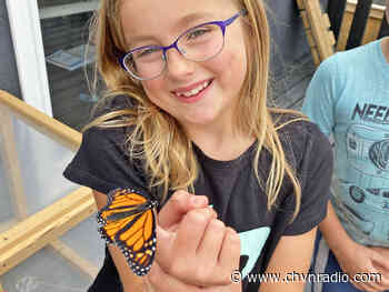 Steinbach family raises Monarchs to help save the species - CHVN Radio