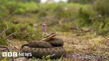 Snakes: Don't be alarmed by more Bridgend sightings, council says