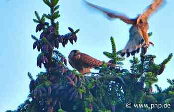 Der Ruf des Falken im Wohngebiet - Passau - Passauer Neue Presse - PNP.de