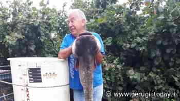 Umbria, finita la prima caccia al pesce siluro: oltre 60 "giganti" catturati. "Stiamo tutelando i pesci autoctoni e la pesca sportiva" - PerugiaToday
