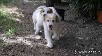 Canile comunale Cagliari,campagna sensibilizzazione adozioni - Agenzia ANSA