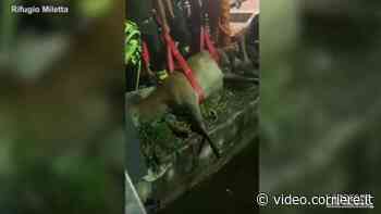 Vercelli, cervo cade nel canale di una vecchia cartiera: il video del salvataggio - Corriere TV