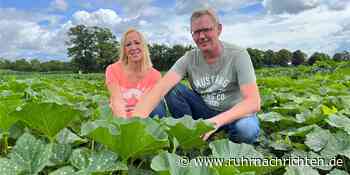RN+ Über 3000 Kürbispflanzen werden bei Familie Wüpping per Hand gepflegt - Ruhr Nachrichten