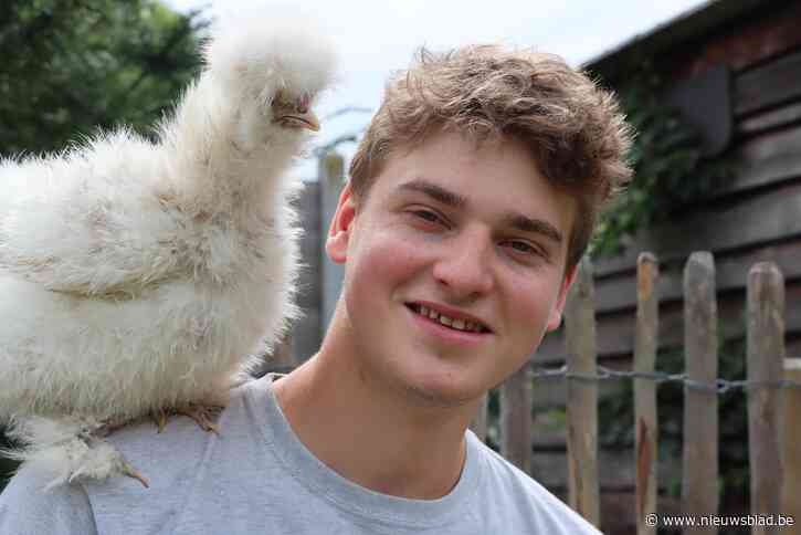 “Ze zijn ongelofelijk schattig en aanhankelijk”: Matisse (19) is elke dag twee uur bezig met zijn zijdehoentjes
